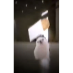 Chimken Gucci gang