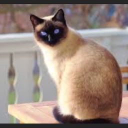Cat.