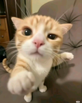 - mewmeo !