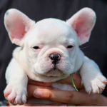 Mr.Frenchie