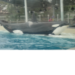 whale community ;)