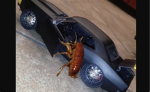 Totally awesome group of roaches