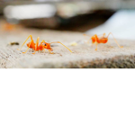 Agressive Ants