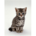 Kitten lovers fan club!