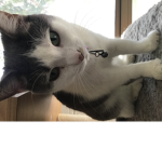 Cat fans! Cats-R-Cute