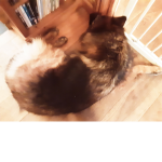 Doggy heaven