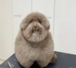 Bobbyboi FanClub