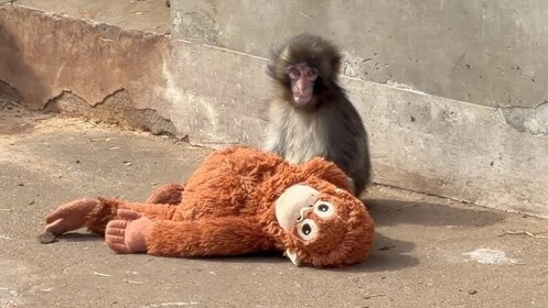 Jump Into Punch Monkey