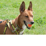 we can save dogs
