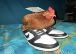 THE Chickens den