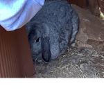 Bunn(ies) United