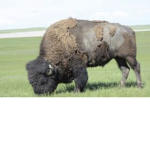 Preppy Buffalos