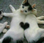 heartshop