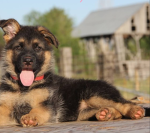 The puppie fans
