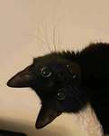 Pryzone