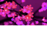 Blossoms_xt