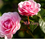 NNK Gang 食べゆ