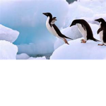 Penguin Squad1