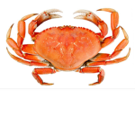 Club for crab fans