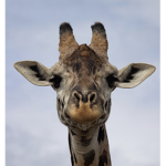 Giraffe...squad
