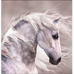 *~(Silver Horseshoe Academy)~*