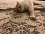 Crystal’s Cat group!!