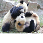 Panda war of pvp