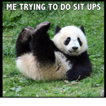 panda people grow on trees