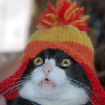 Dynamite Cats Assemble!