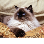 ~ Jazmin’s Cat Group ~