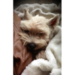 ..comfyisla