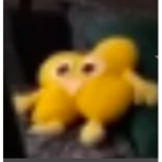 cerulean-wOOpers