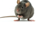 welcome to rat town