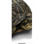 Turtles and turtles and turtles