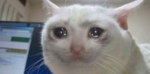 Al majd test