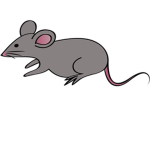 We Are The Rats :>