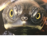 Real Reptiles