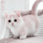 J kat