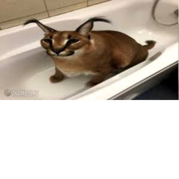 bingus