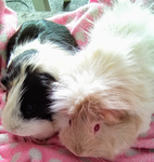 Pet owners who love there pets