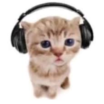 dwiskord kittens