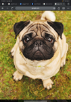 Kissy The Pugs FAN CLUB