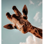 !GIRAFFE FAM!
