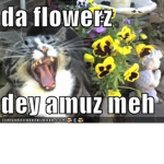 Da Flowerz