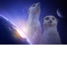 Meercat Army!'s Capture The Flag