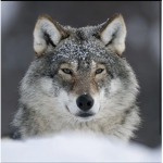 Werewolf's Trading Business