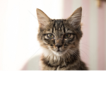 Ashley Kittens