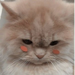 ᴊᴜsᴛ ᴀᴢʟʟʏᴢ’s ʙᴀsɪᴄ ɢʀᴏᴜᴘ
