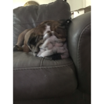 Cheer for adorable pets