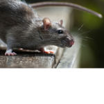 Rat Family 脱ぎしめるんつう